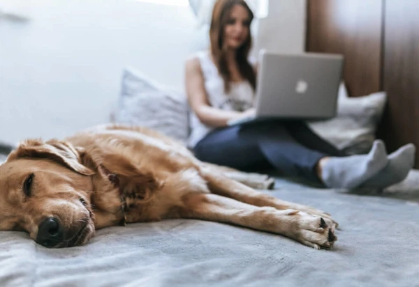 Woman on her bed with her dog using her laptop
